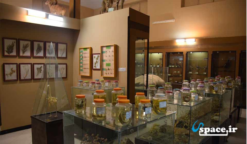 موزه جانور شناسی پارک ملی بمو - 68 کیلومتری روستای قلات - فارس